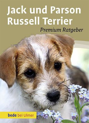 Jack und Parson Russell Terrier