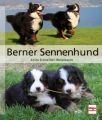 Berner Sennenhund