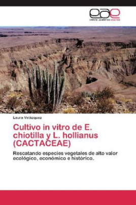 Cultivo in vitro de E. chiotilla y L. hollianus (CACTACEAE)