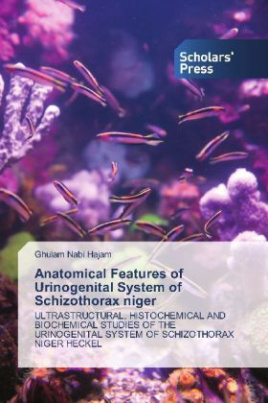 Anatomical Features of Urinogenital System of Schizothorax niger