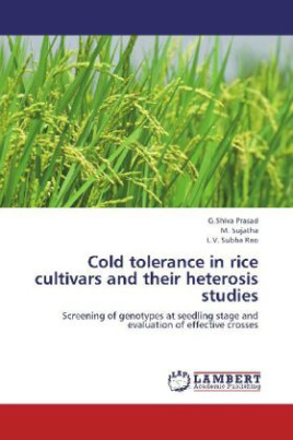 Cold tolerance in rice cultivars and their heterosis studies