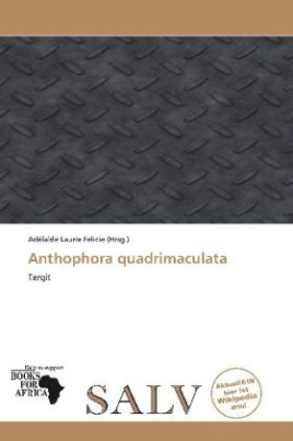 Anthophora quadrimaculata