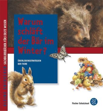 Warum schläft der Bär im Winter?